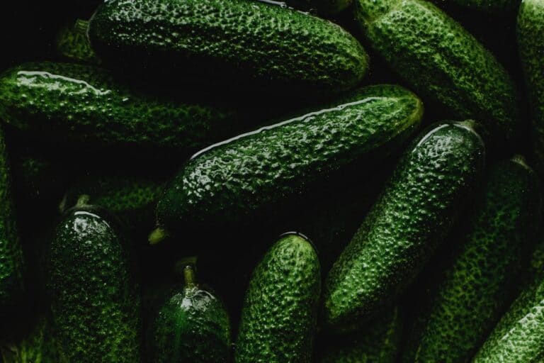 close up photo of green cucumbers