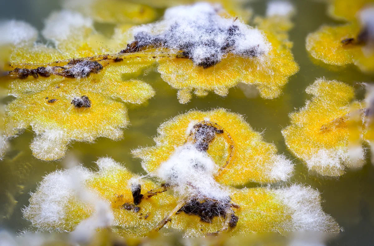 Грибы и бактерии заслуживают БОЛЬШОГО уважения. Помощники в саду и огороде! 1 scale 1200 Грибы и бактерии заслуживают БОЛЬШОГО уважения. Помощники в саду и огороде!